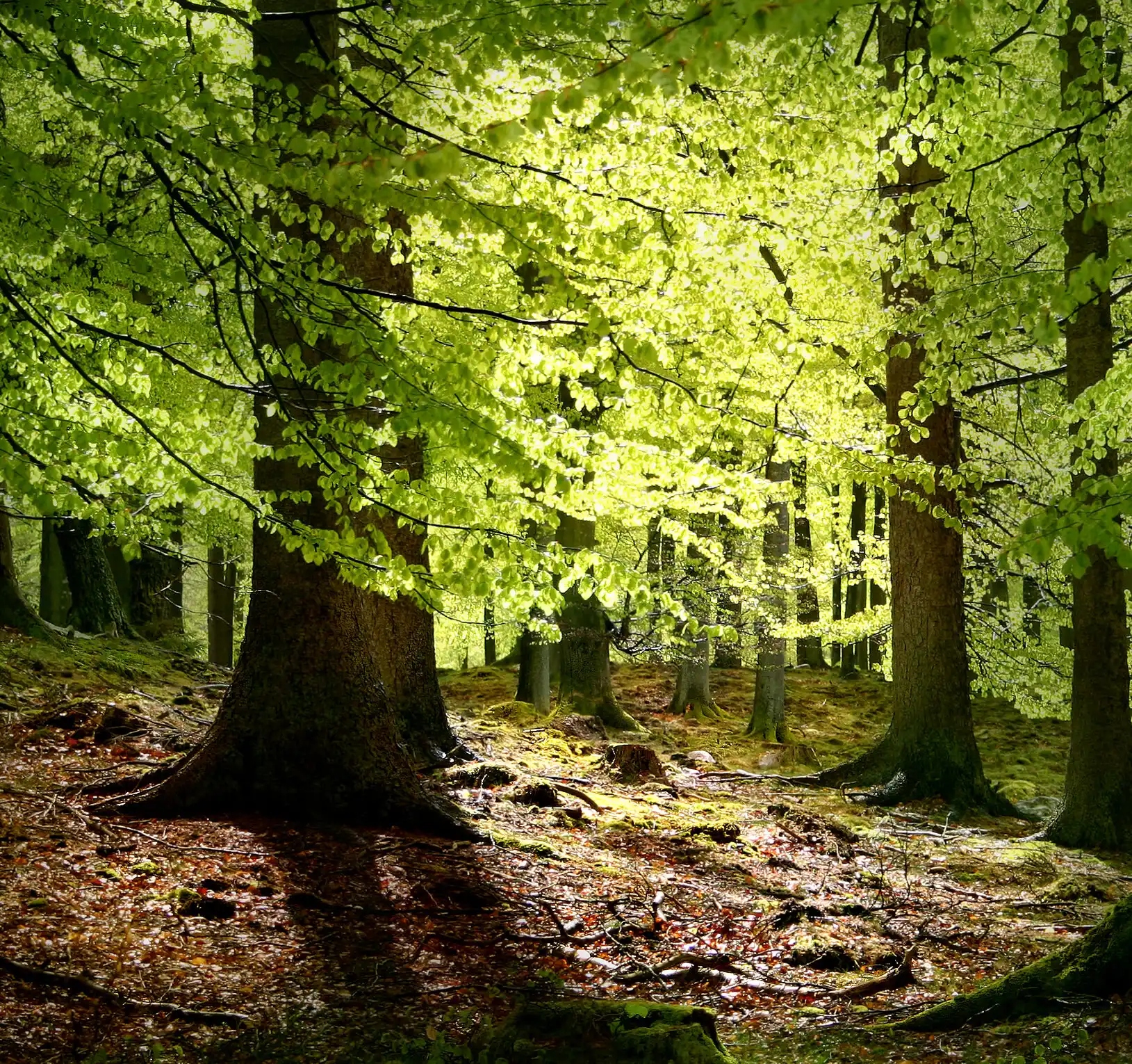 el bosque